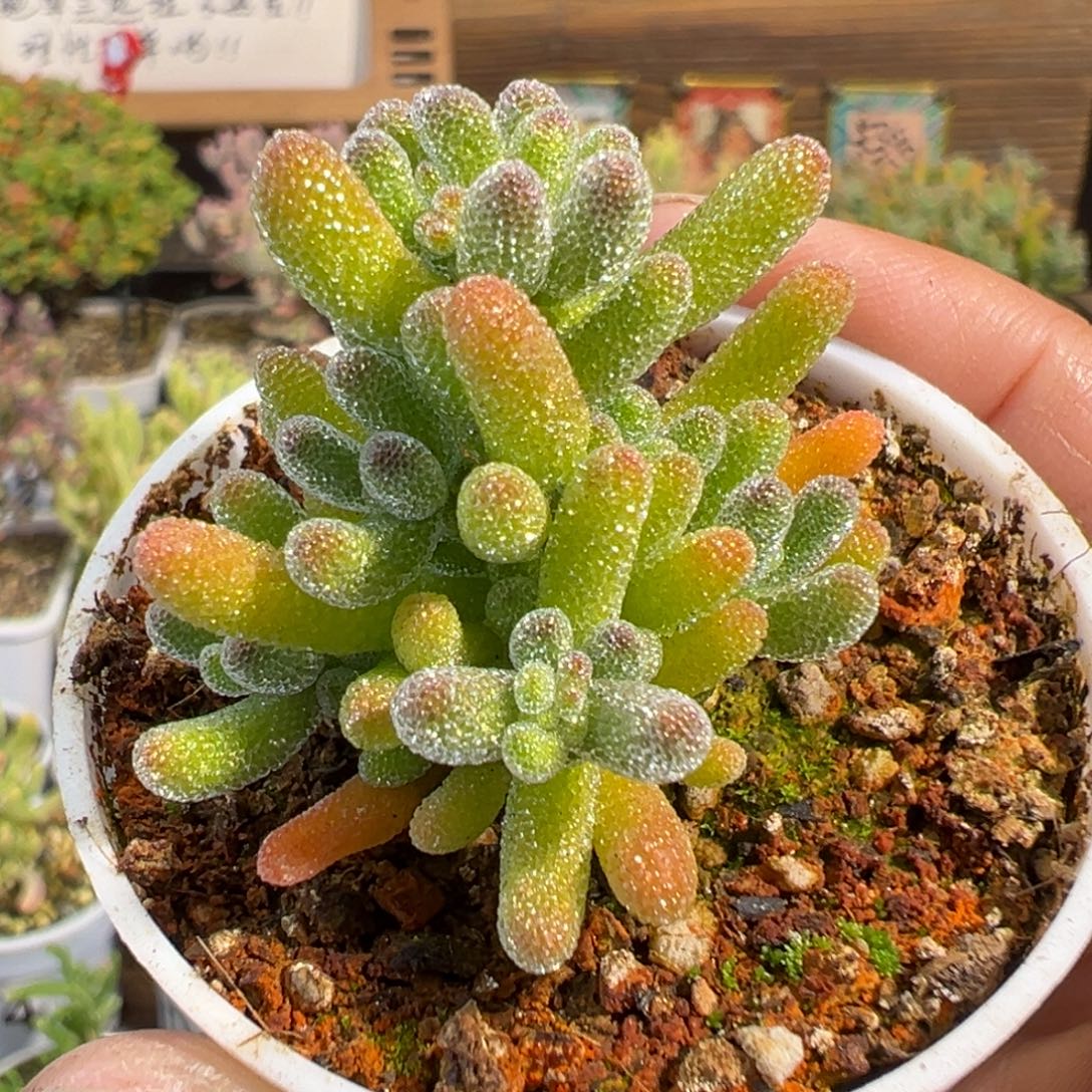 31-378枝干番杏奶油冰五圆盆