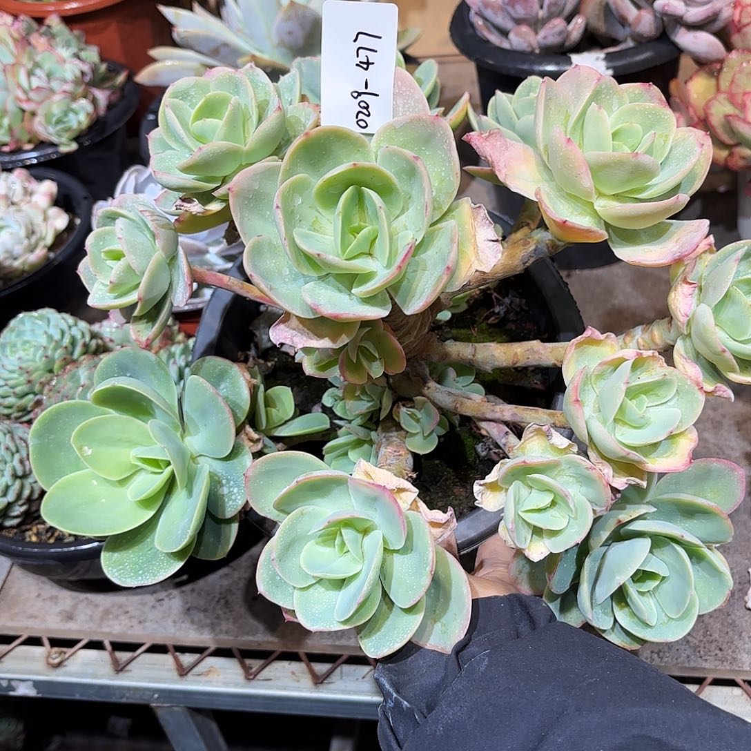 宇****?同温层多肉骑兵471