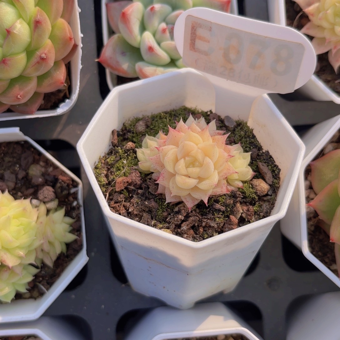 E078麦秆一物一拍