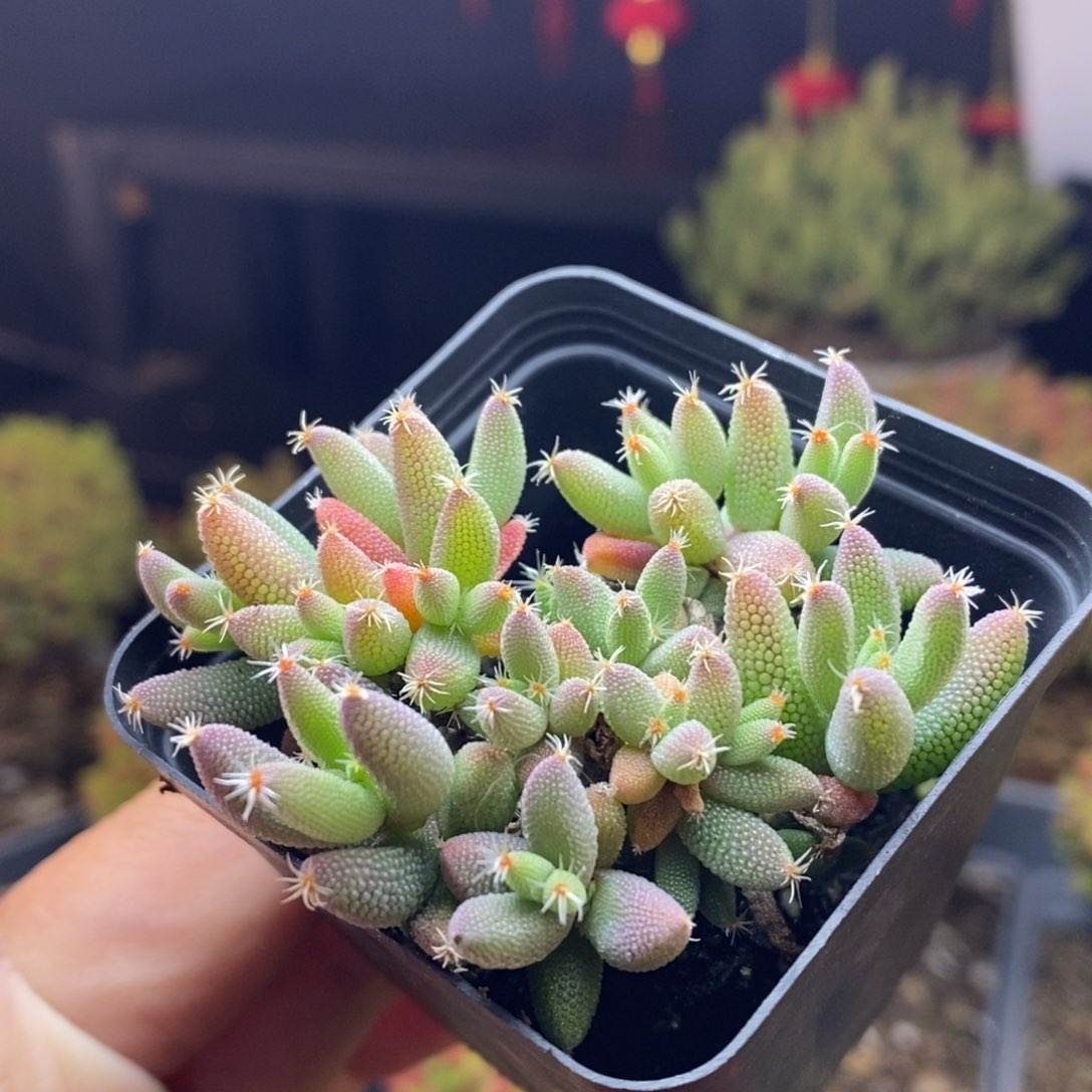 690号实生玉米枝干多肉