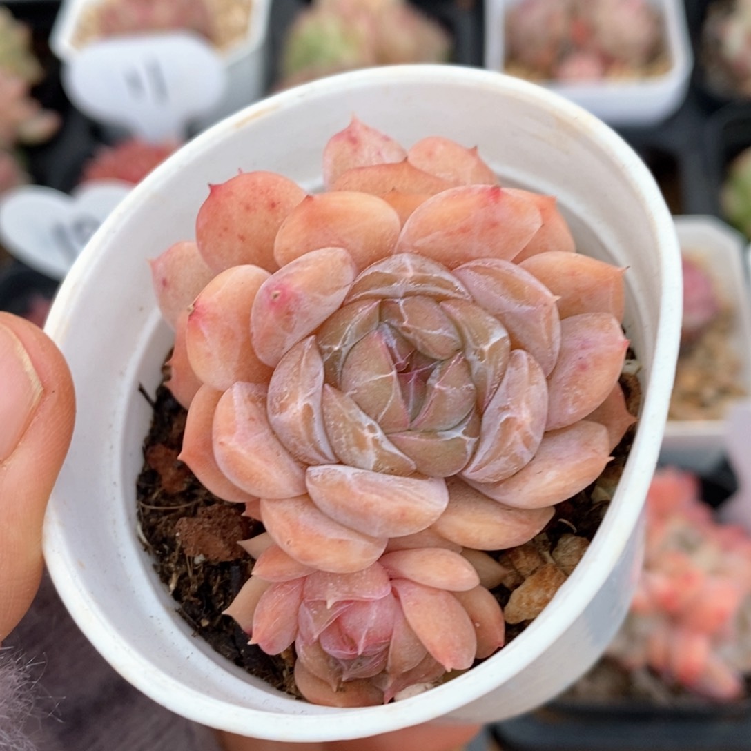 精品多肉一物一拍不包整103