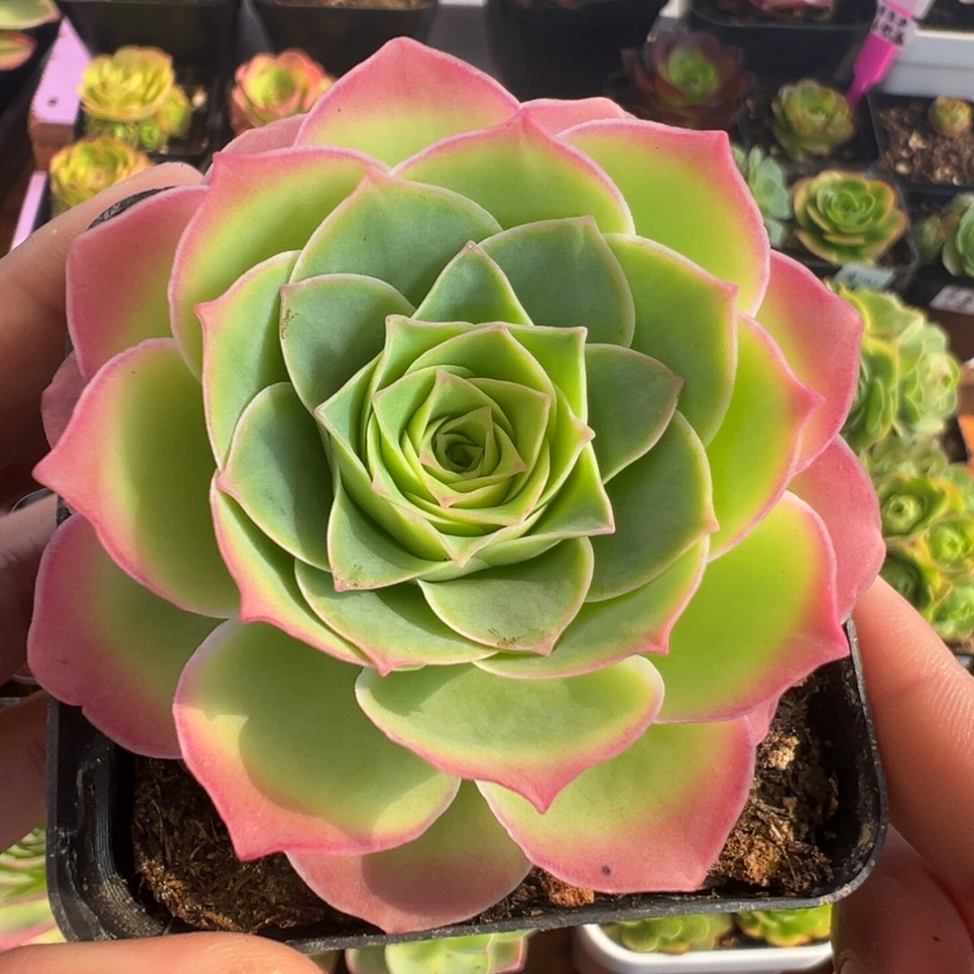 L13半城玫瑰魅微