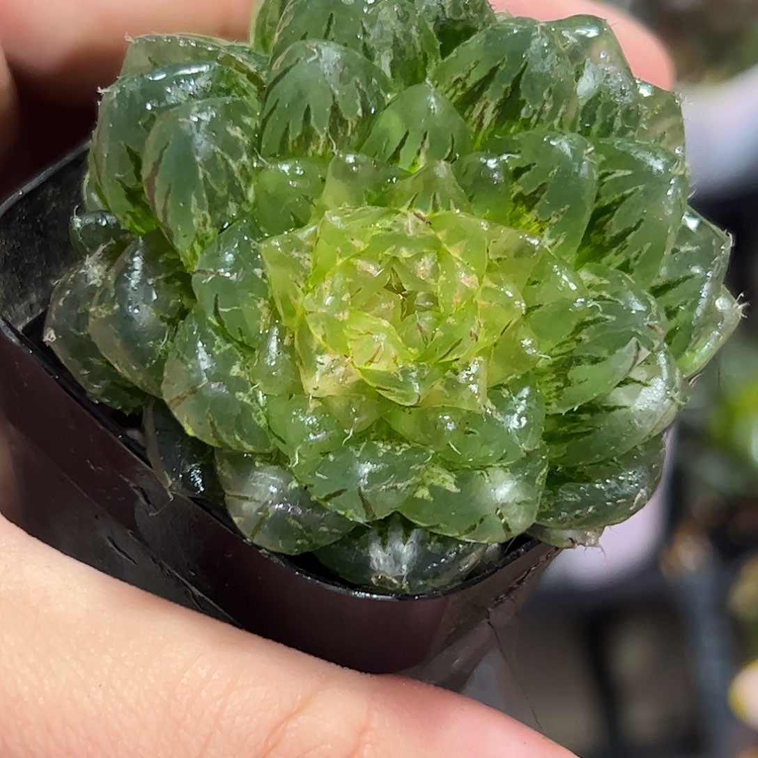 翠云锦十二卷多肉植物满