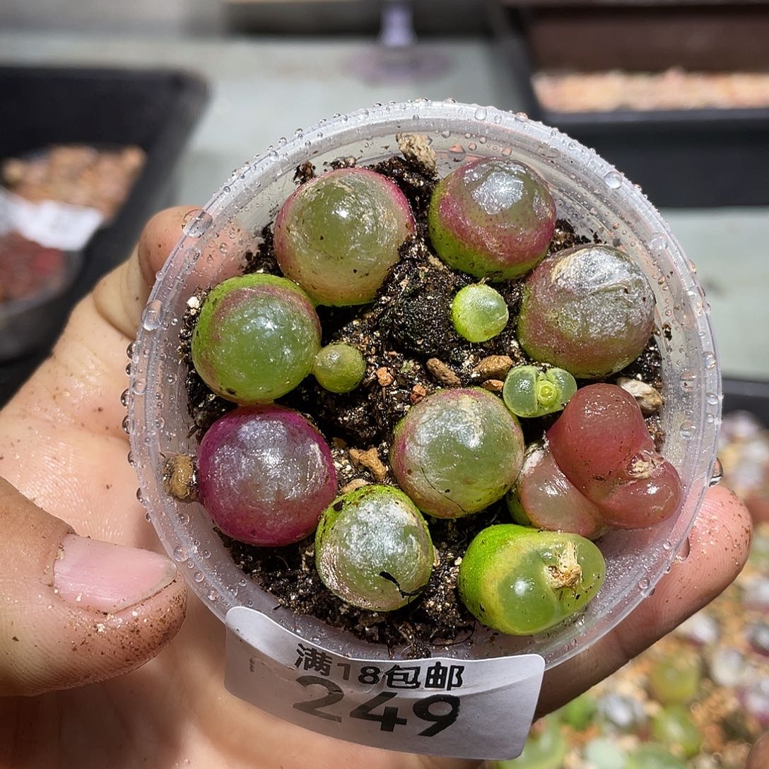 249当天凑满十八元包邮生石花