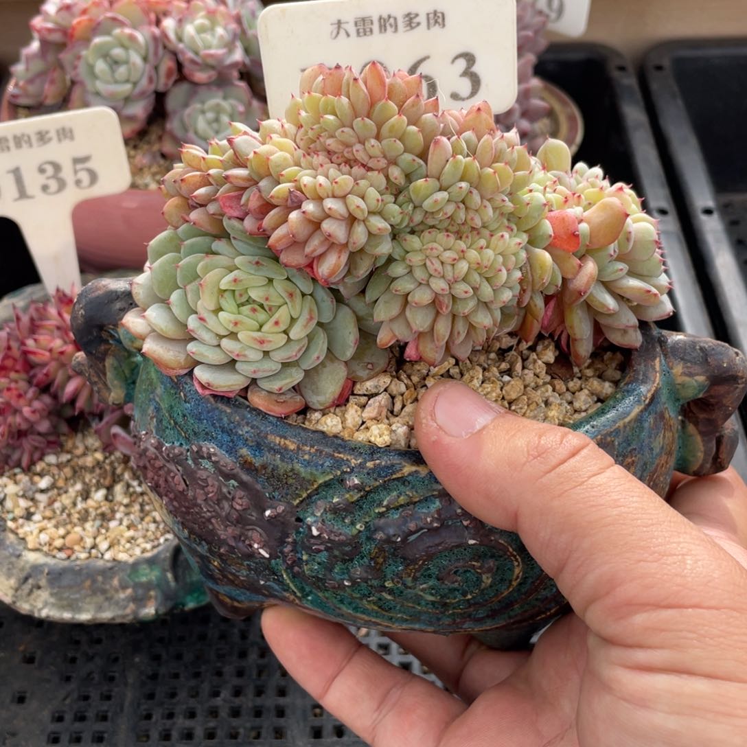 063白胖子不带盆12厘米