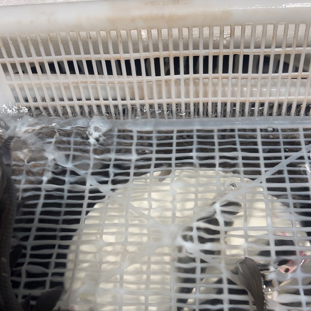 螺丝青2条，明天发货