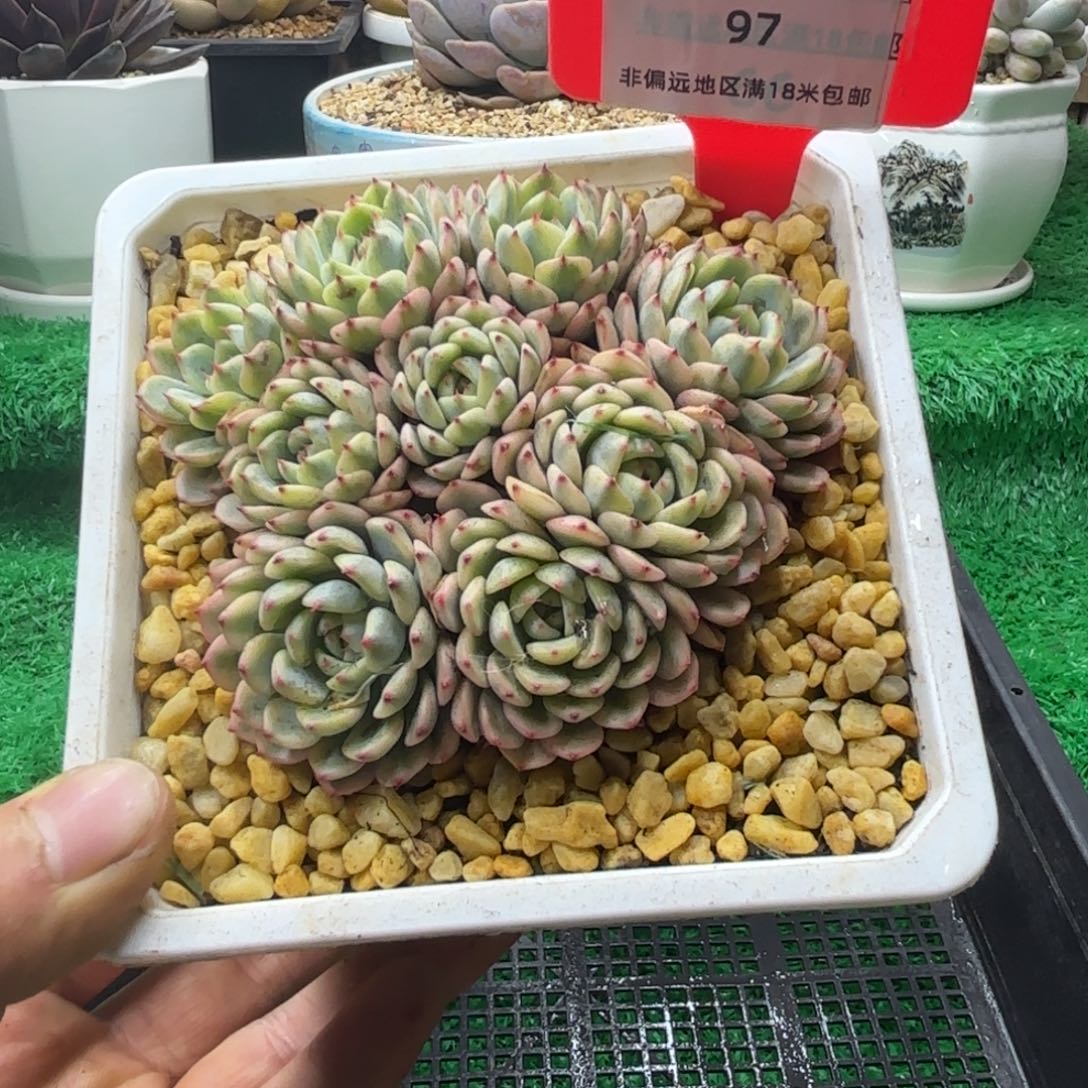 解忧多肉植物编号97