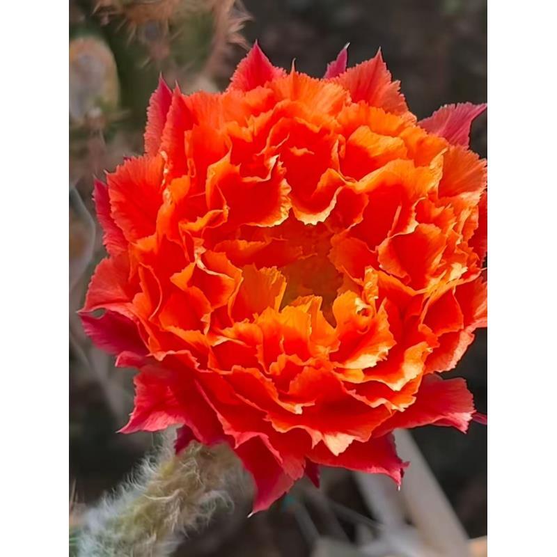 自根g4双形态彩草尺寸以直播间为准环境不同开花不同介意勿拍