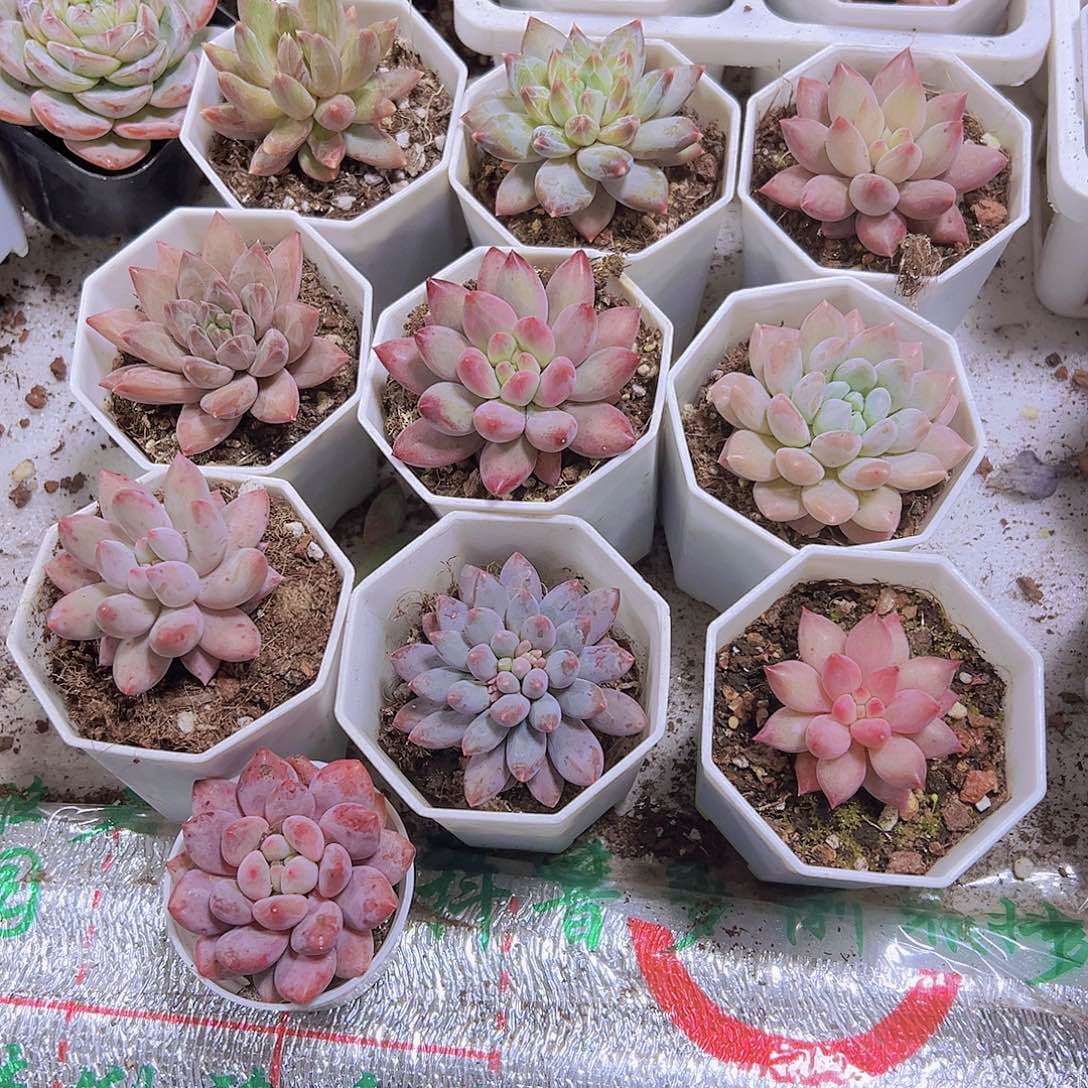 美人组合10盆白角盆发货