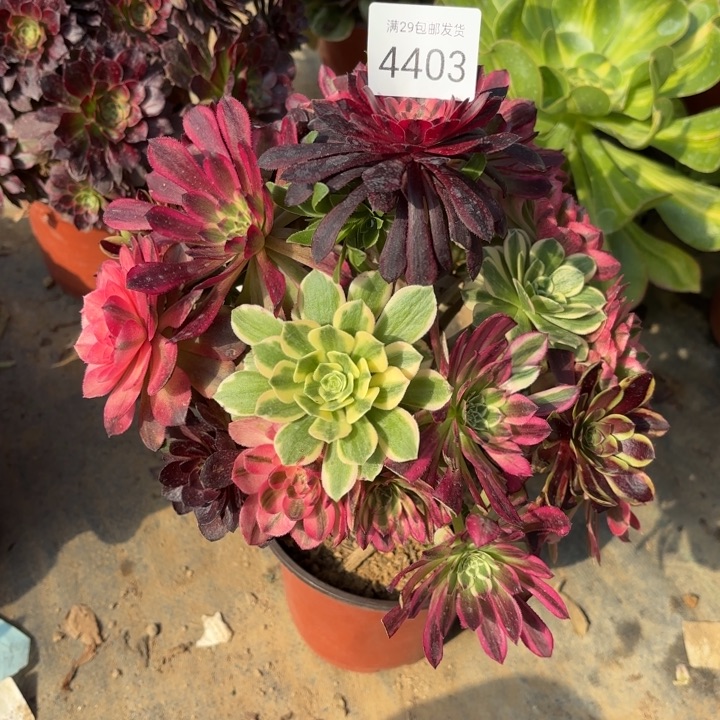 七彩树多肉法师4403