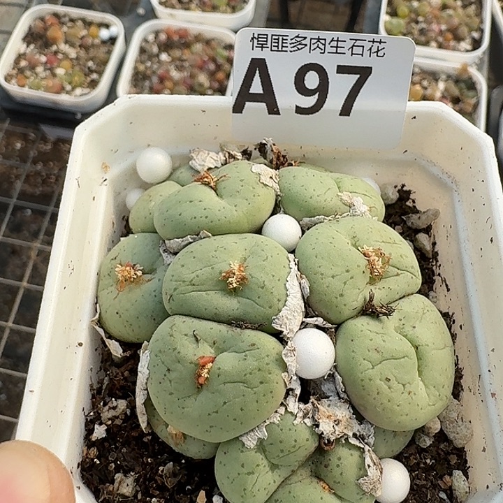 97多肉植物多肉植物