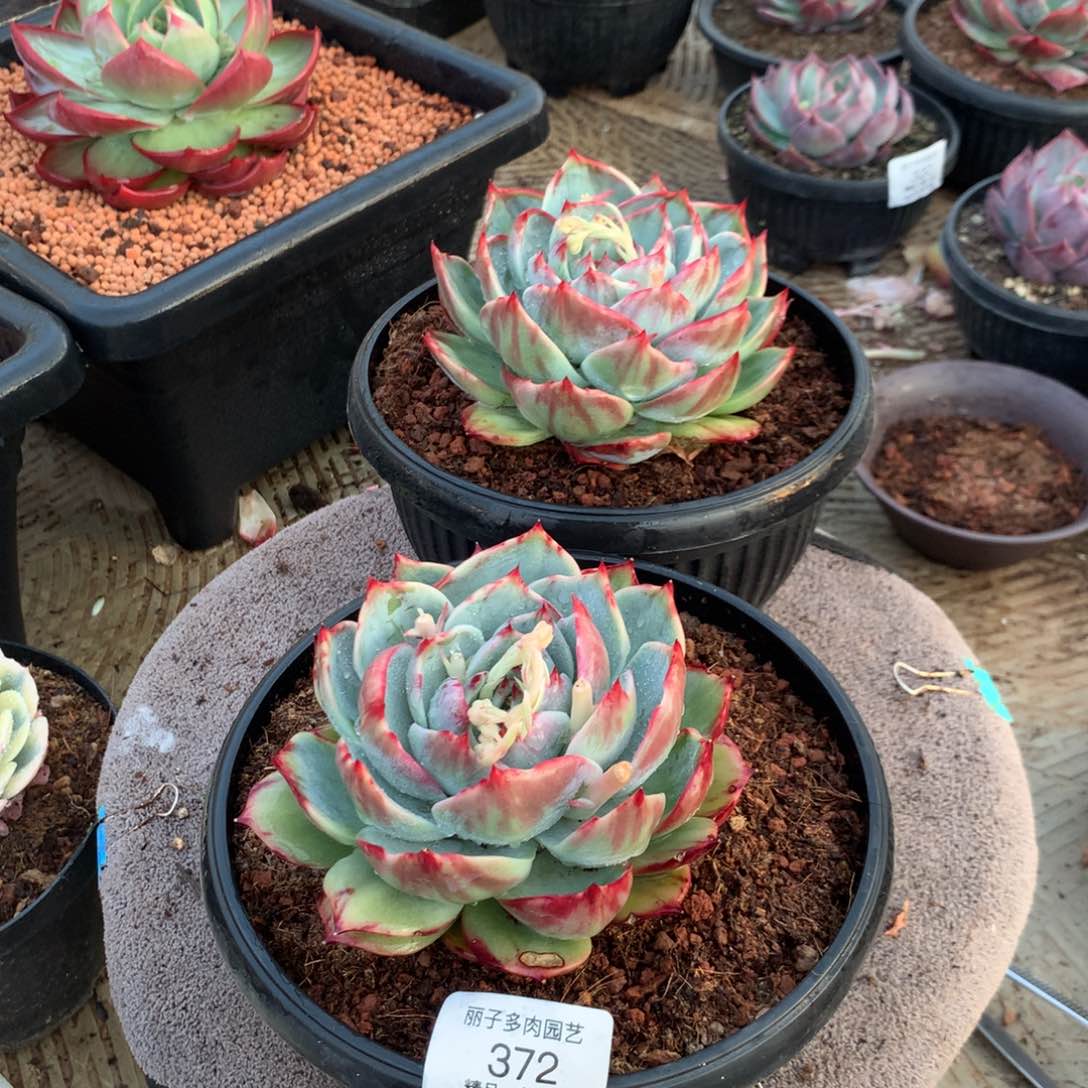 372花脸宽叶拉丝外翻。尺寸12。多肉植物