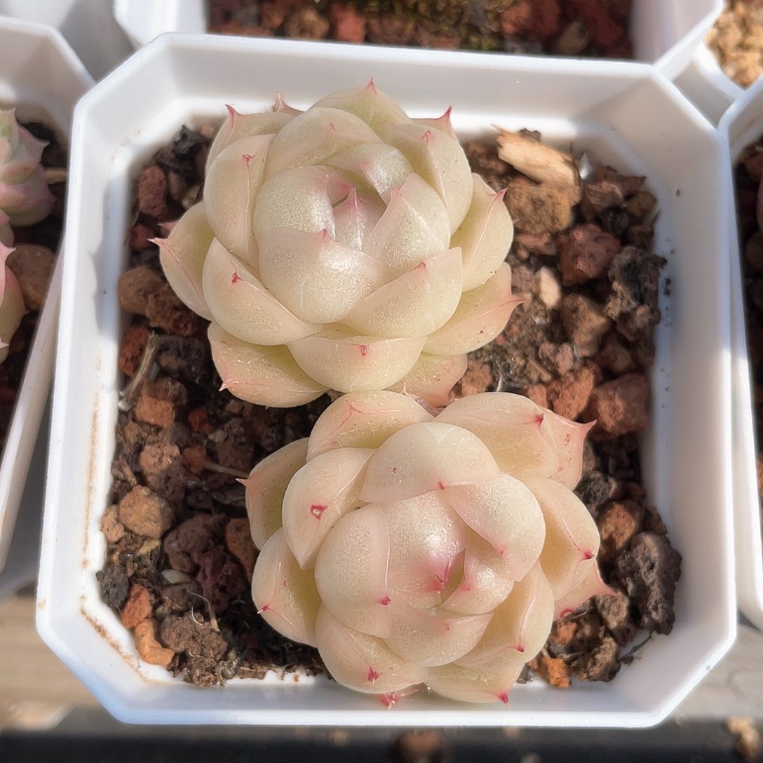 优选麦秆圆包透9469