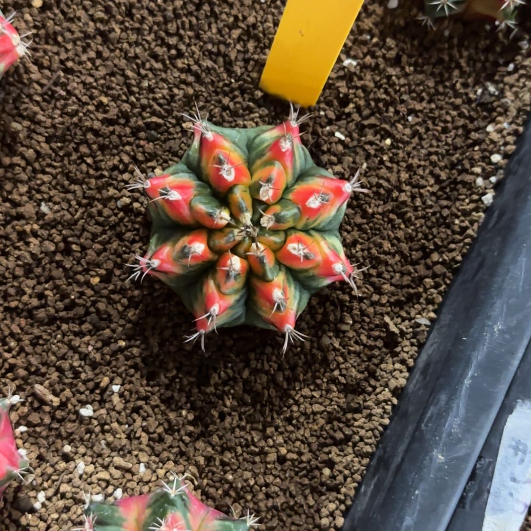 L713-0102泰国发货 t3