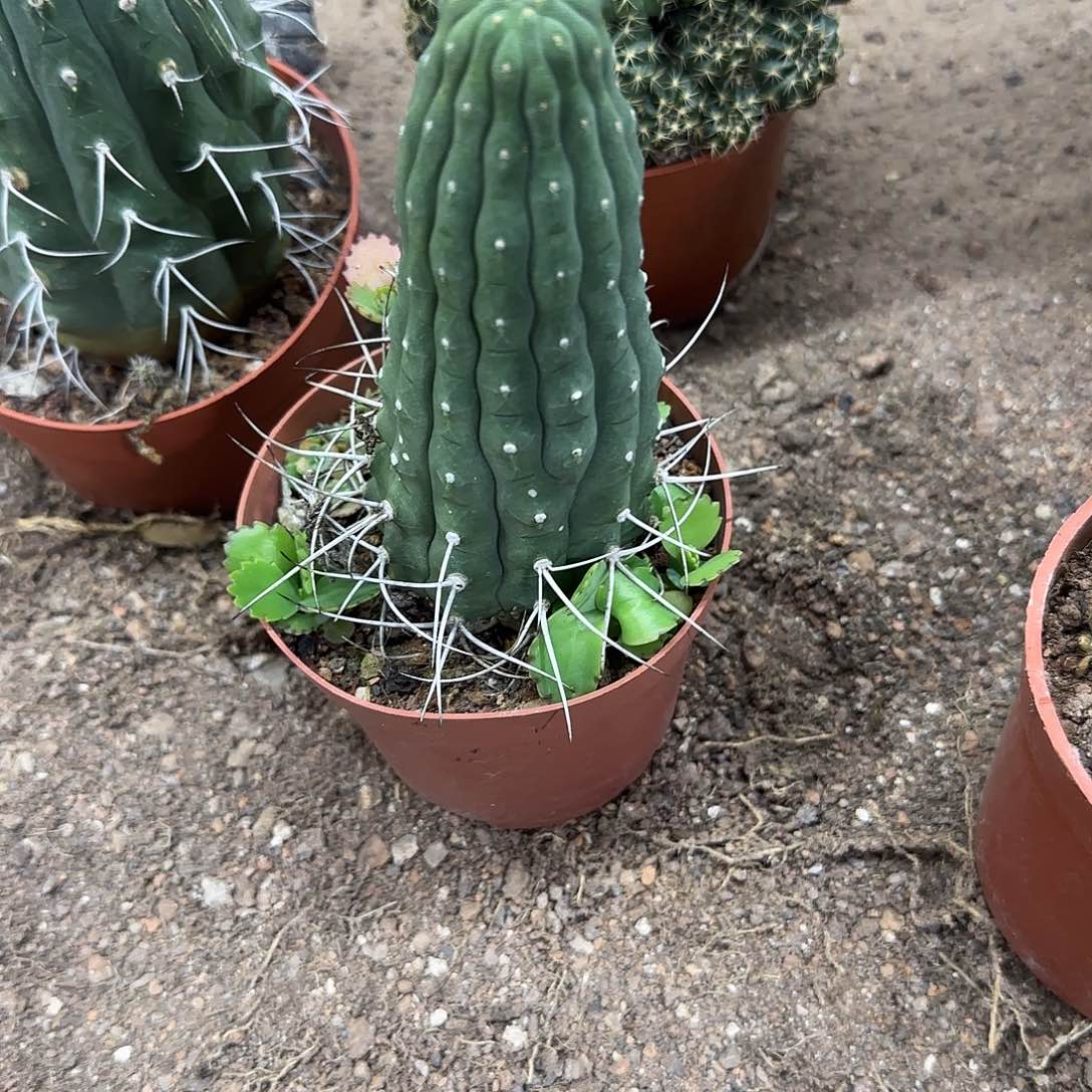 花花花花花花花花花花