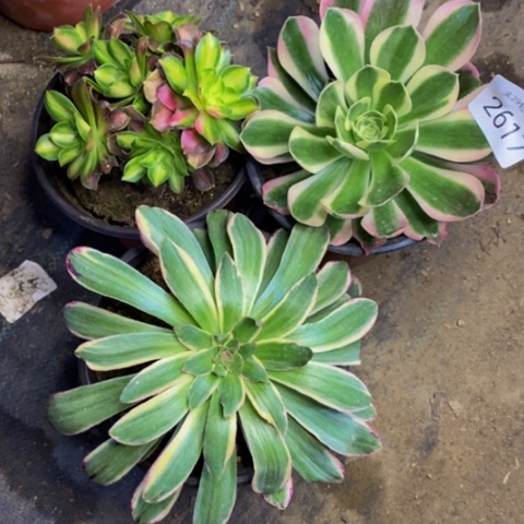 3盆多肉植物2617