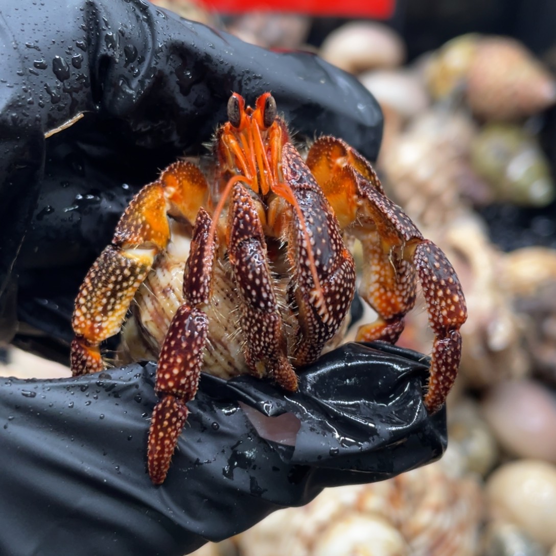 不退不换谢谢支持26