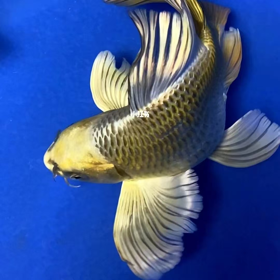 精品蝴蝶鲤观赏鱼直播间改价链接 一物一拍 以直播间展示实物为准