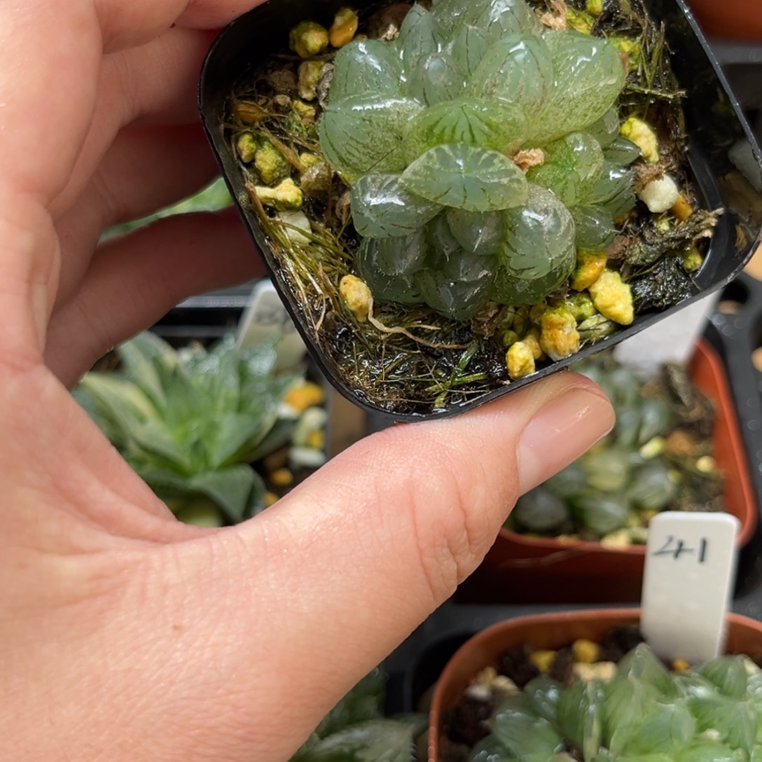 47变异龙爪玉露一物一拍