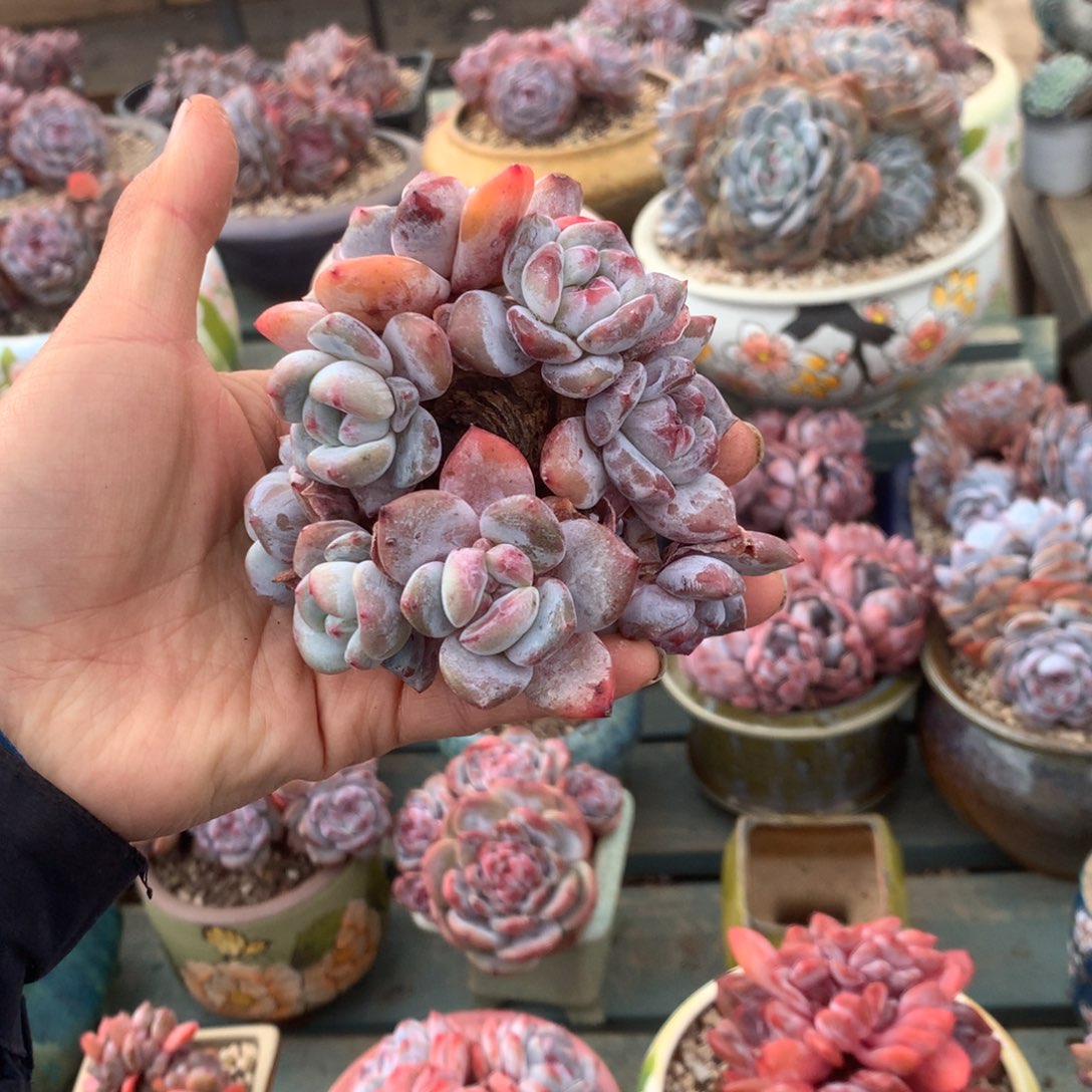 无花朵开播福利炸哈哈哈哈哈哈哈12