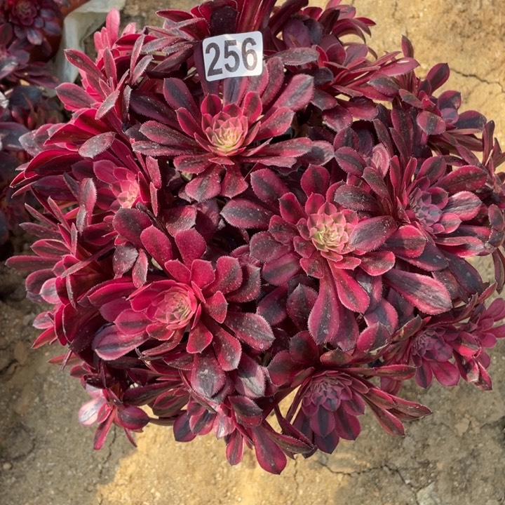 256多肉植物黑铜白