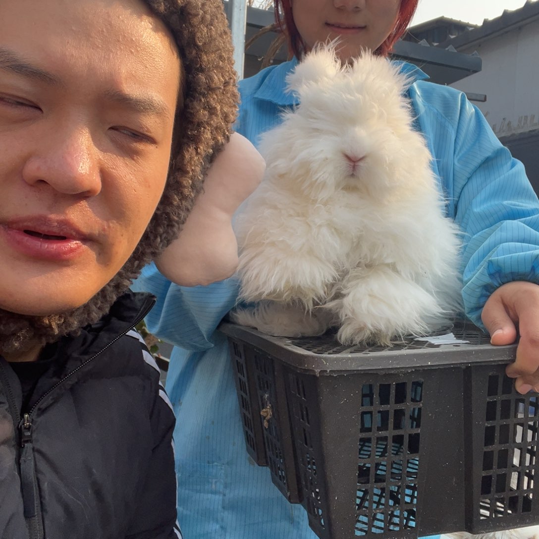 柠***檬双血统英系安哥拉兔