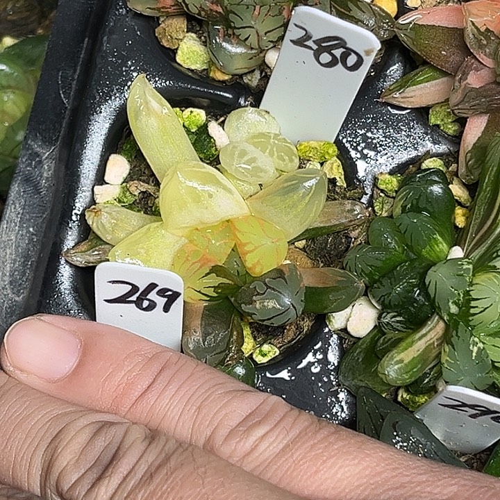 280双头变异红太阳玉露锦脱土发货