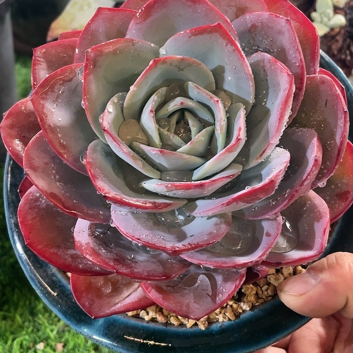 布鲁蓝粗桩福利单头