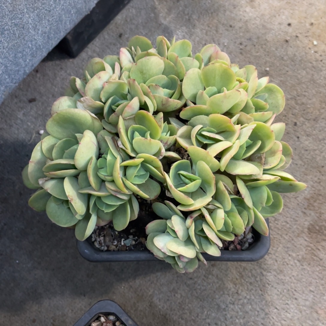 鸡蛋碧桃朵朵冠幅18 公分一物一拍