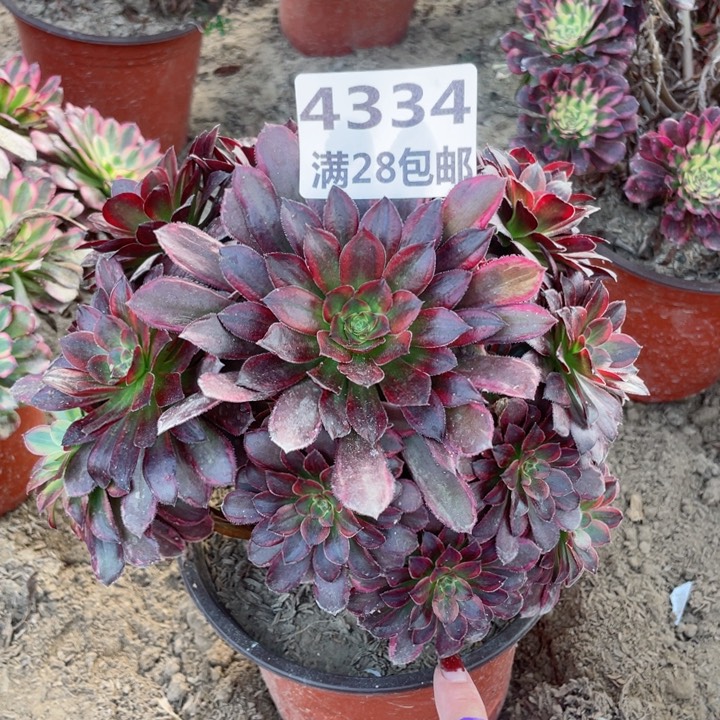 4334一号棚多肉植物