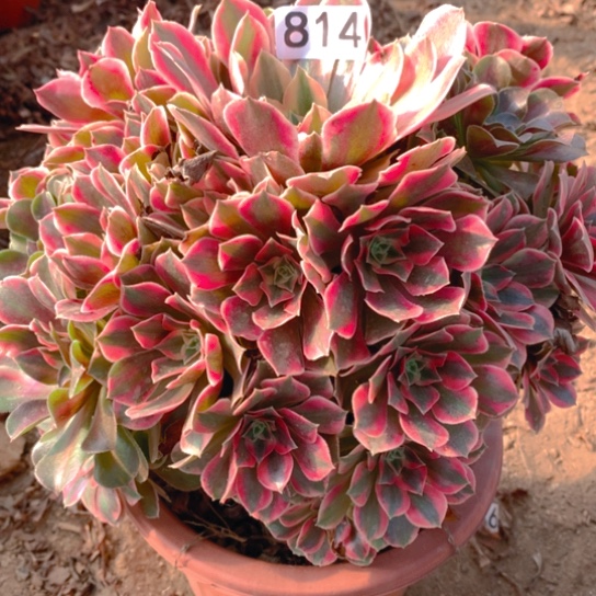 无花朵814多肉植物女妖