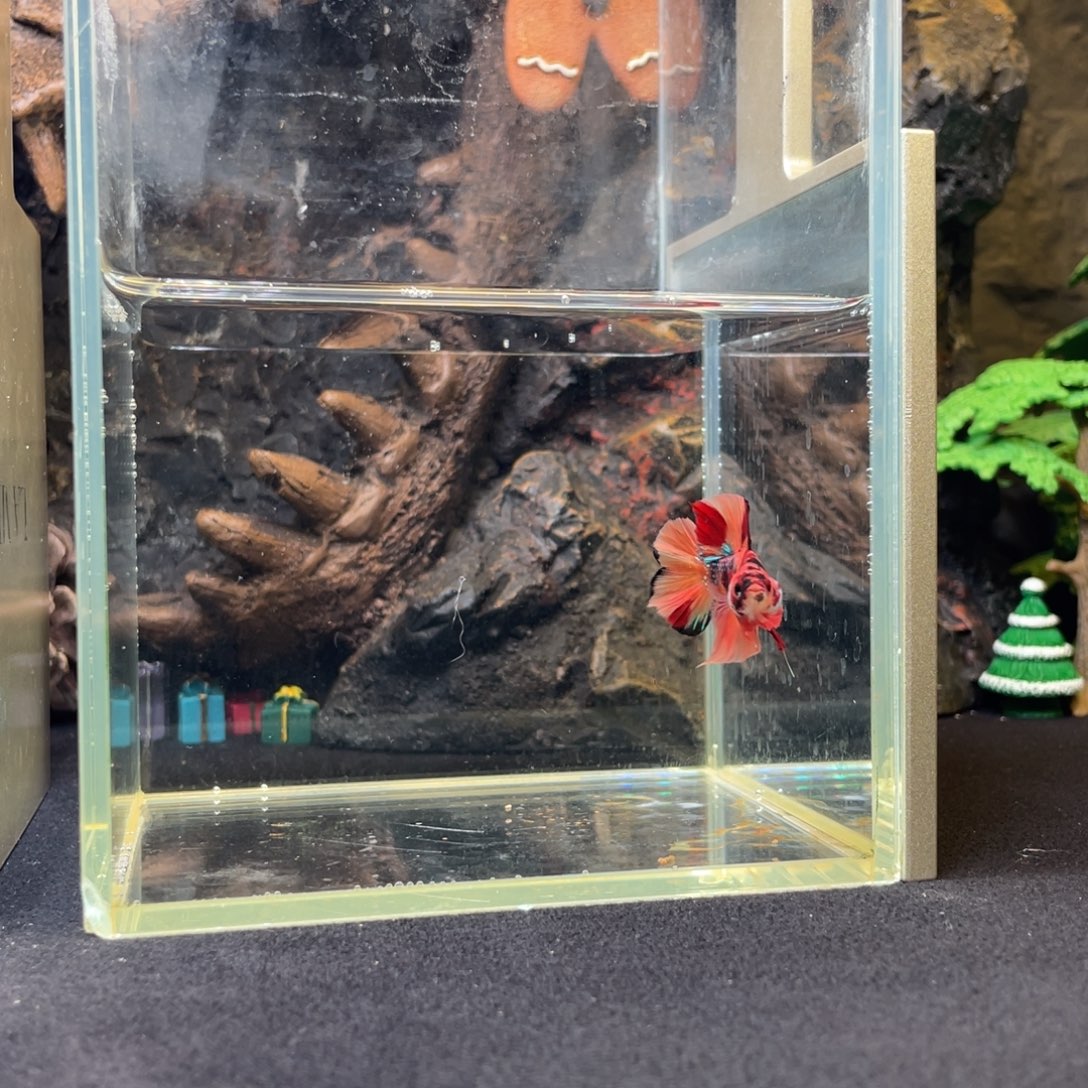 斗鱼十二月十日竞价