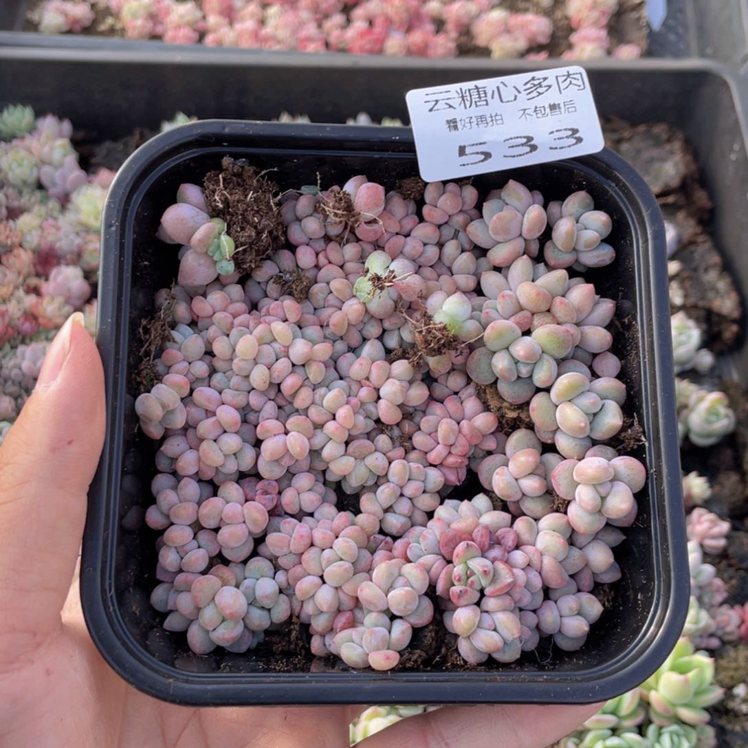 云糖心多肉植物533