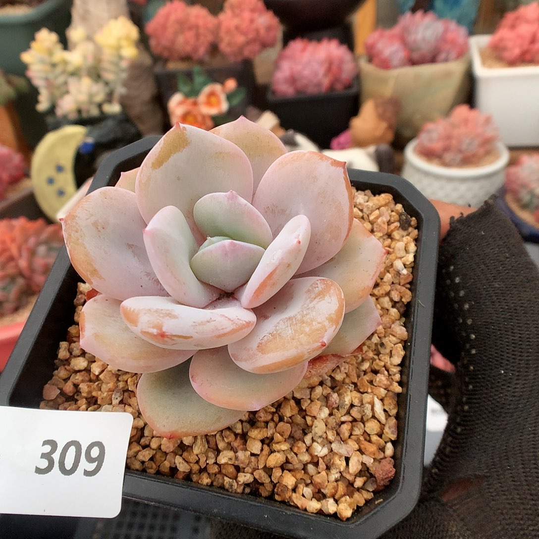 309奶茶多肉植物6666