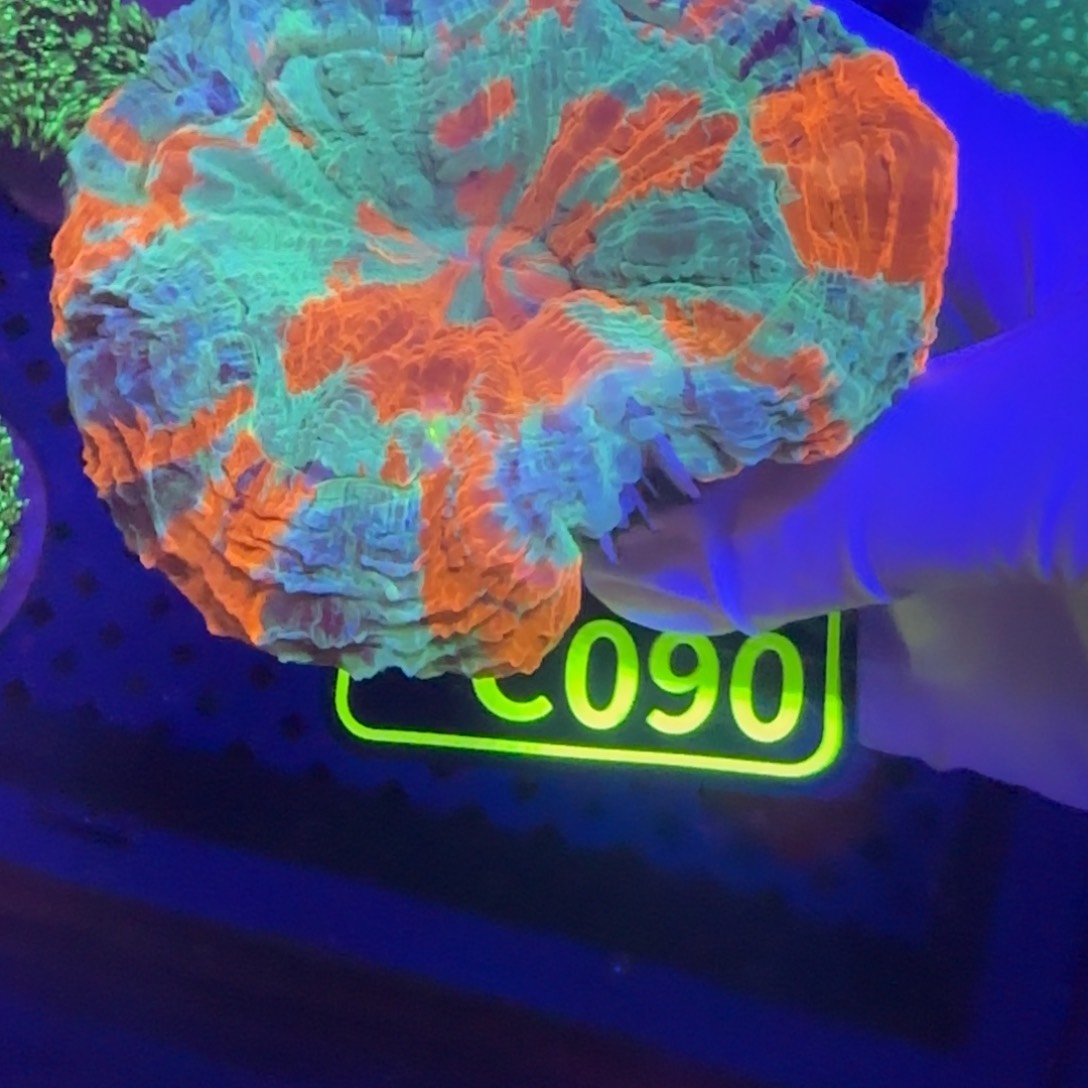 ****灬纽扣珊瑚晓晓不包邮脱藻露骨富士脑C090