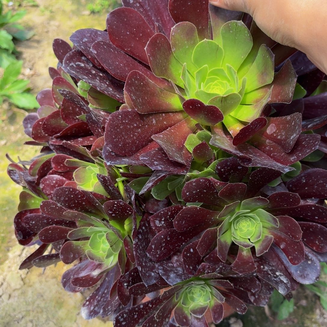 79多肉植物捧花的