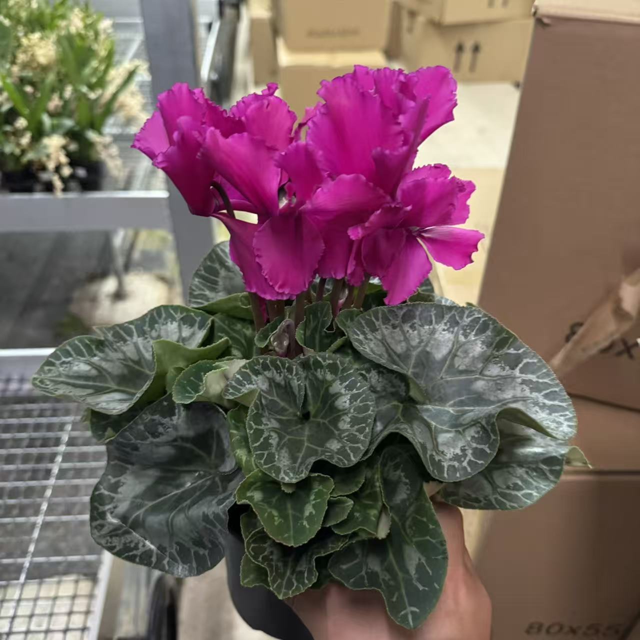 【胖胖】皱边紫色~一代仙客来带花带花苞发货