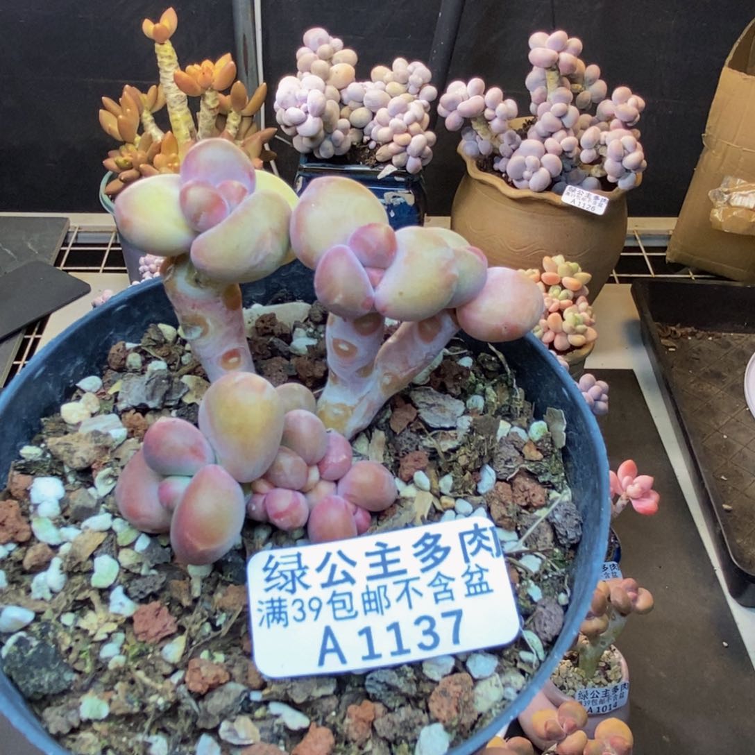 137芒果奶kk奶多肉6c m
