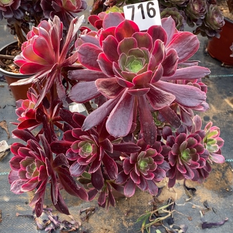 赤霞飞多肉植物法师不包损有断枝