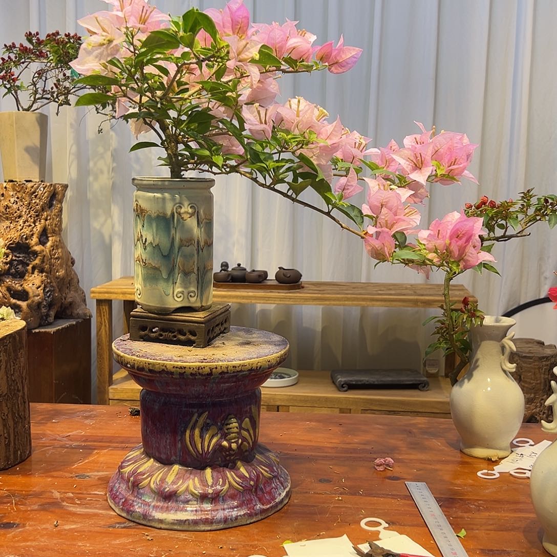 紫***颜完全开放三角梅一物一拍粉天使