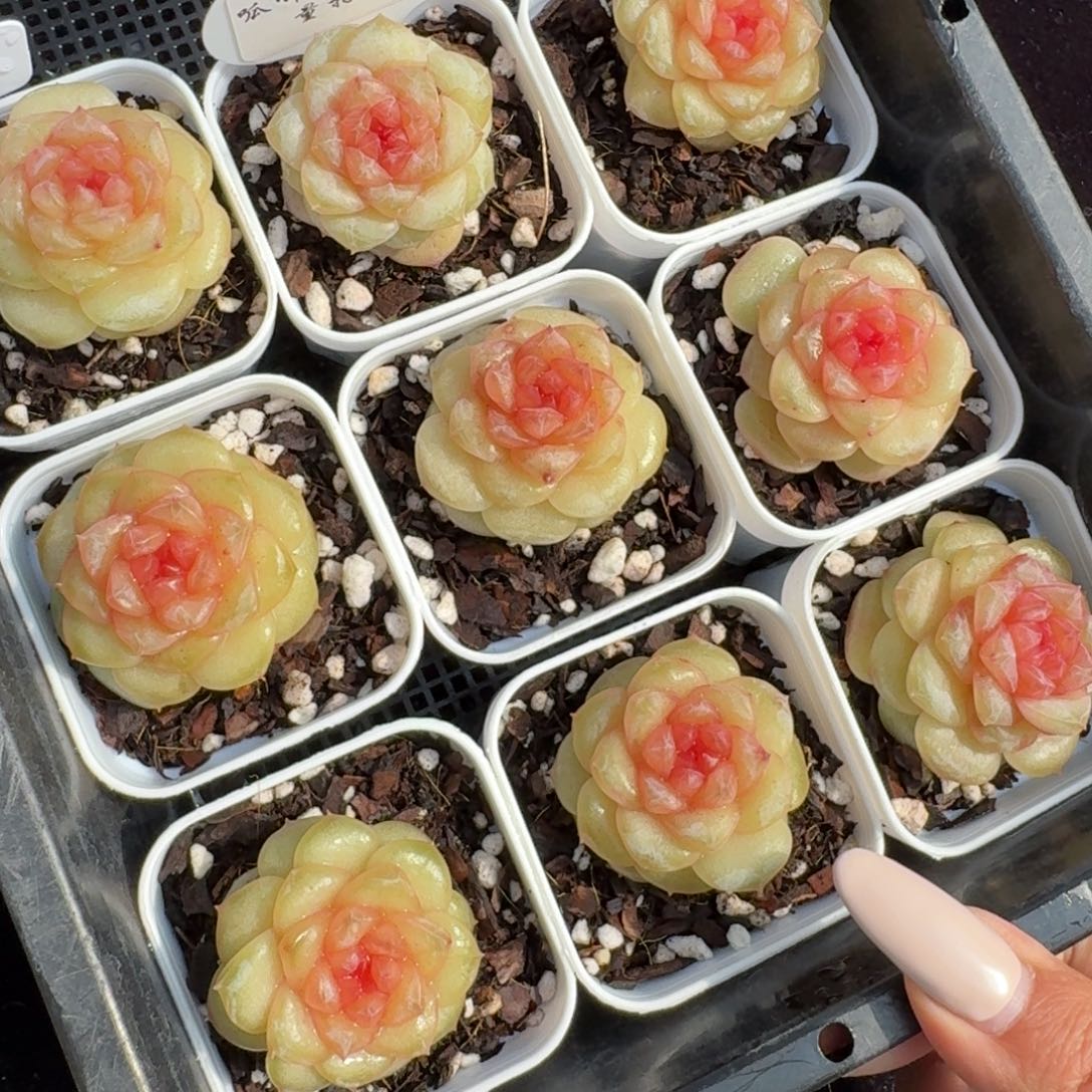 1212-072-含香一颗量拍