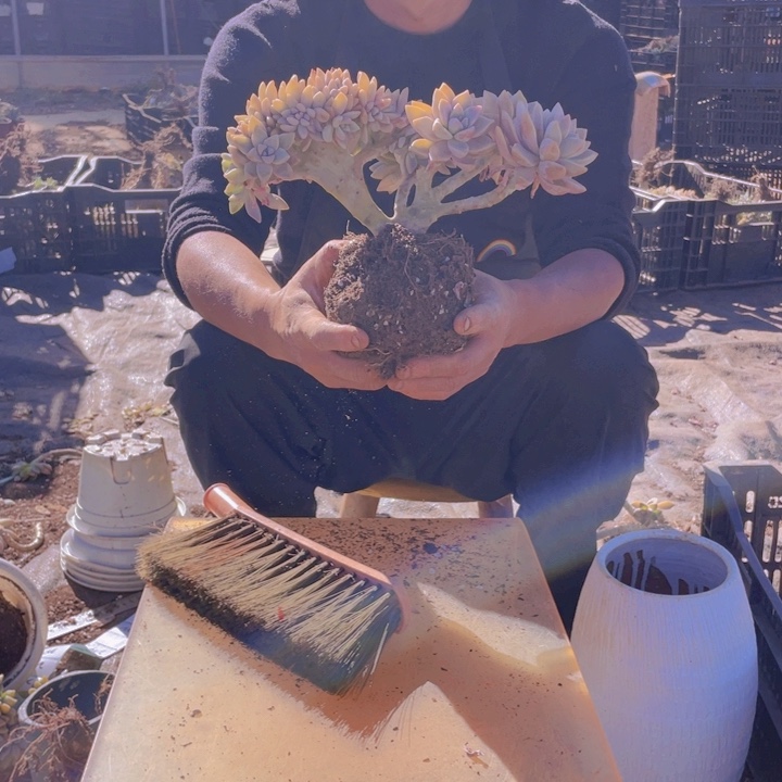 淡雪缀化一物一拍211