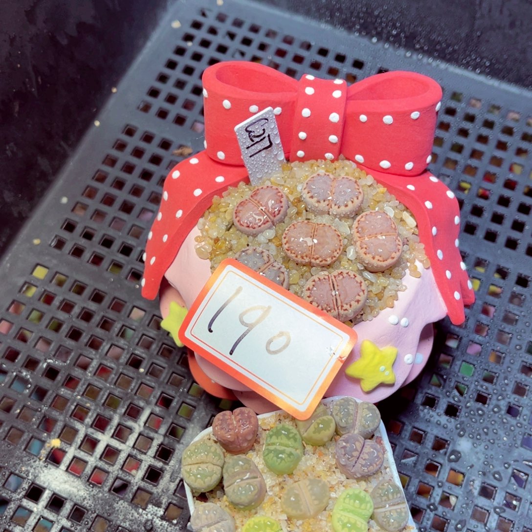 -***-190生石花带盆发1