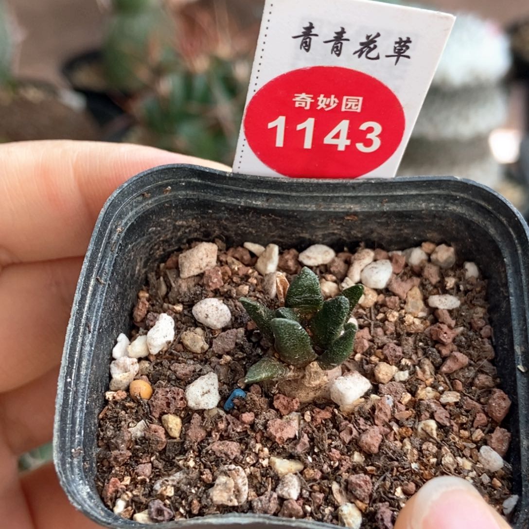 实生四年半龙角牡丹一颗仙人球