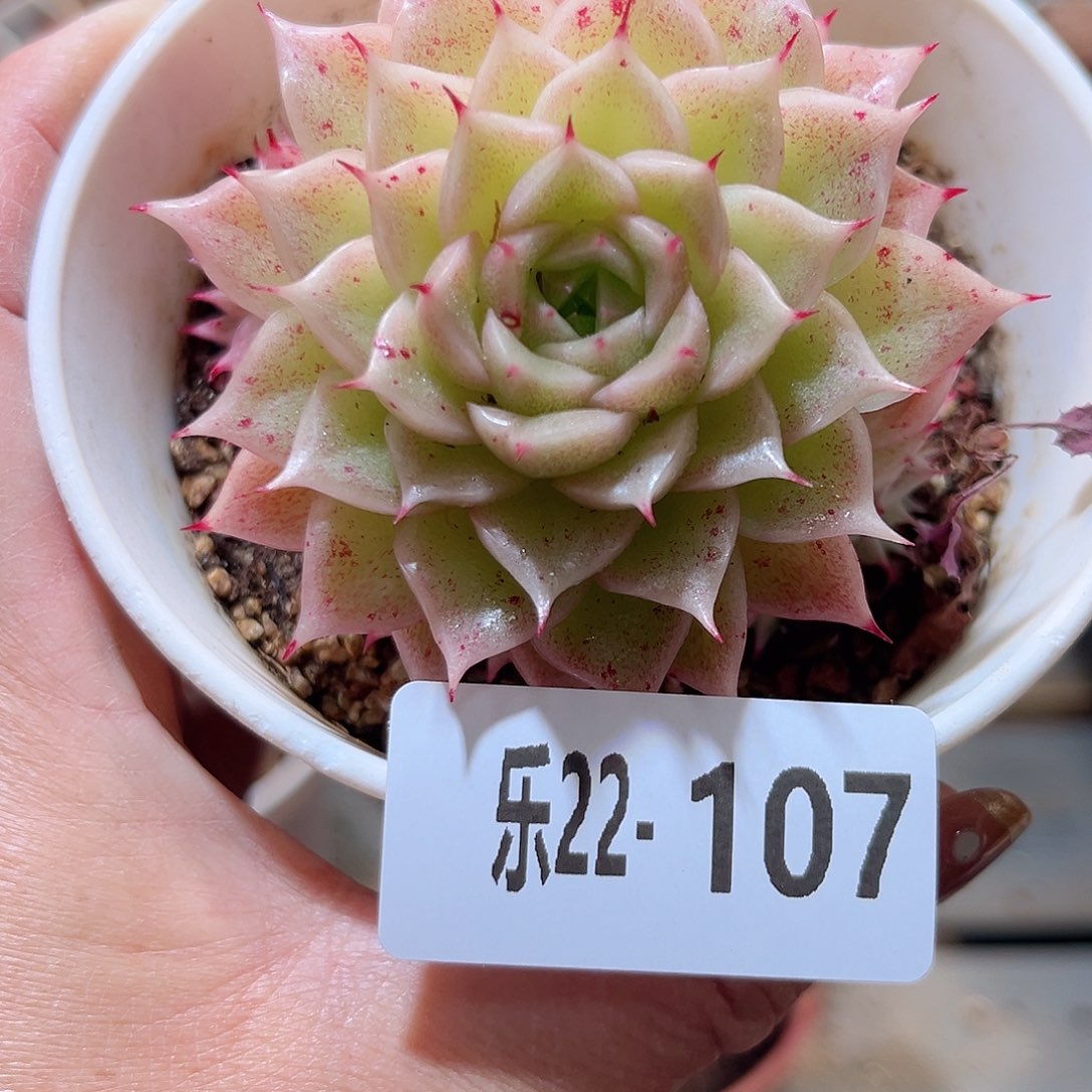 乐22-107 麦秆不包整