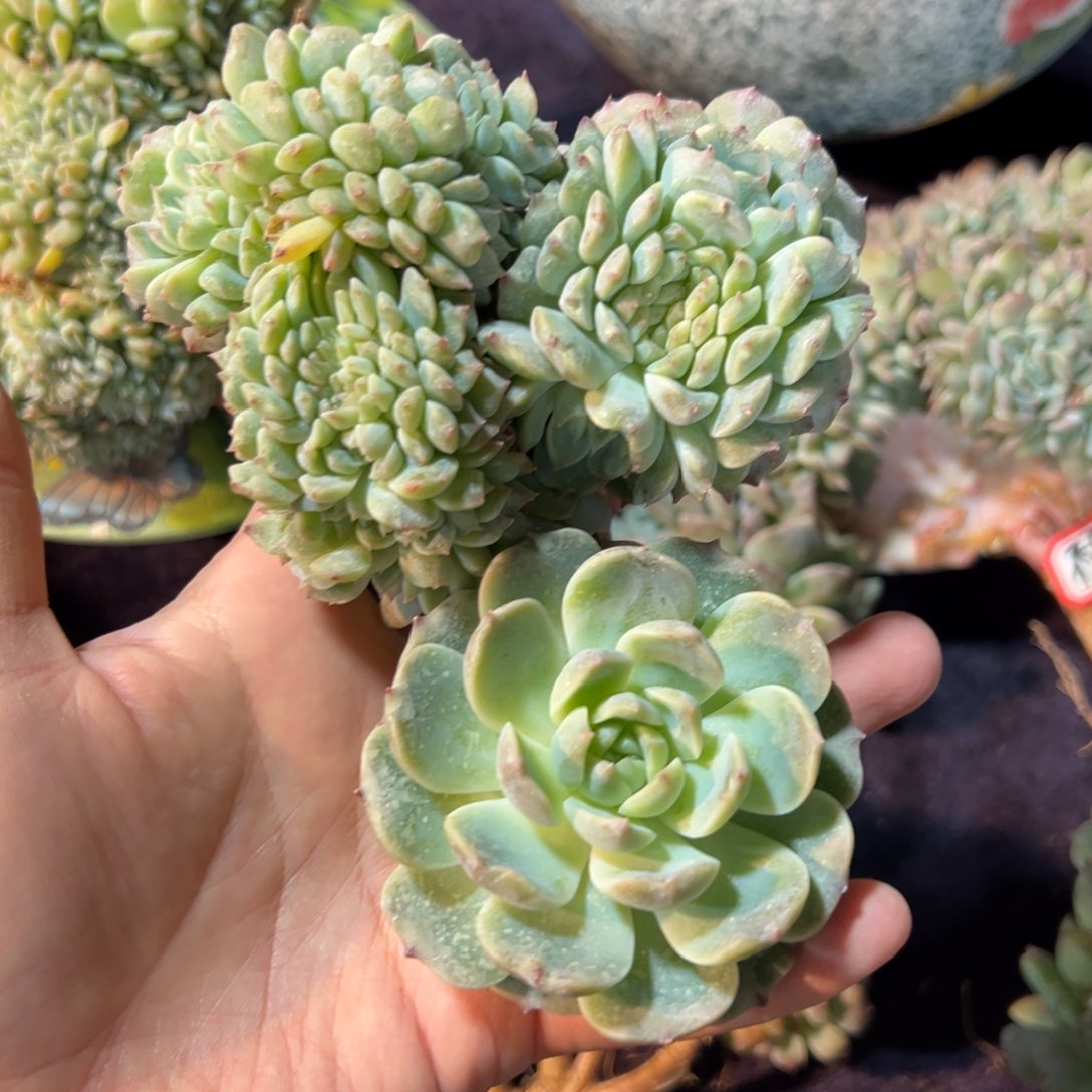 久****?新年快乐 新年快乐 新年快乐