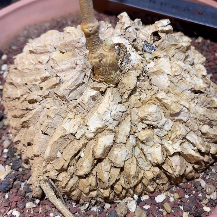 满38包邮，年后脱土晾根发货多肉