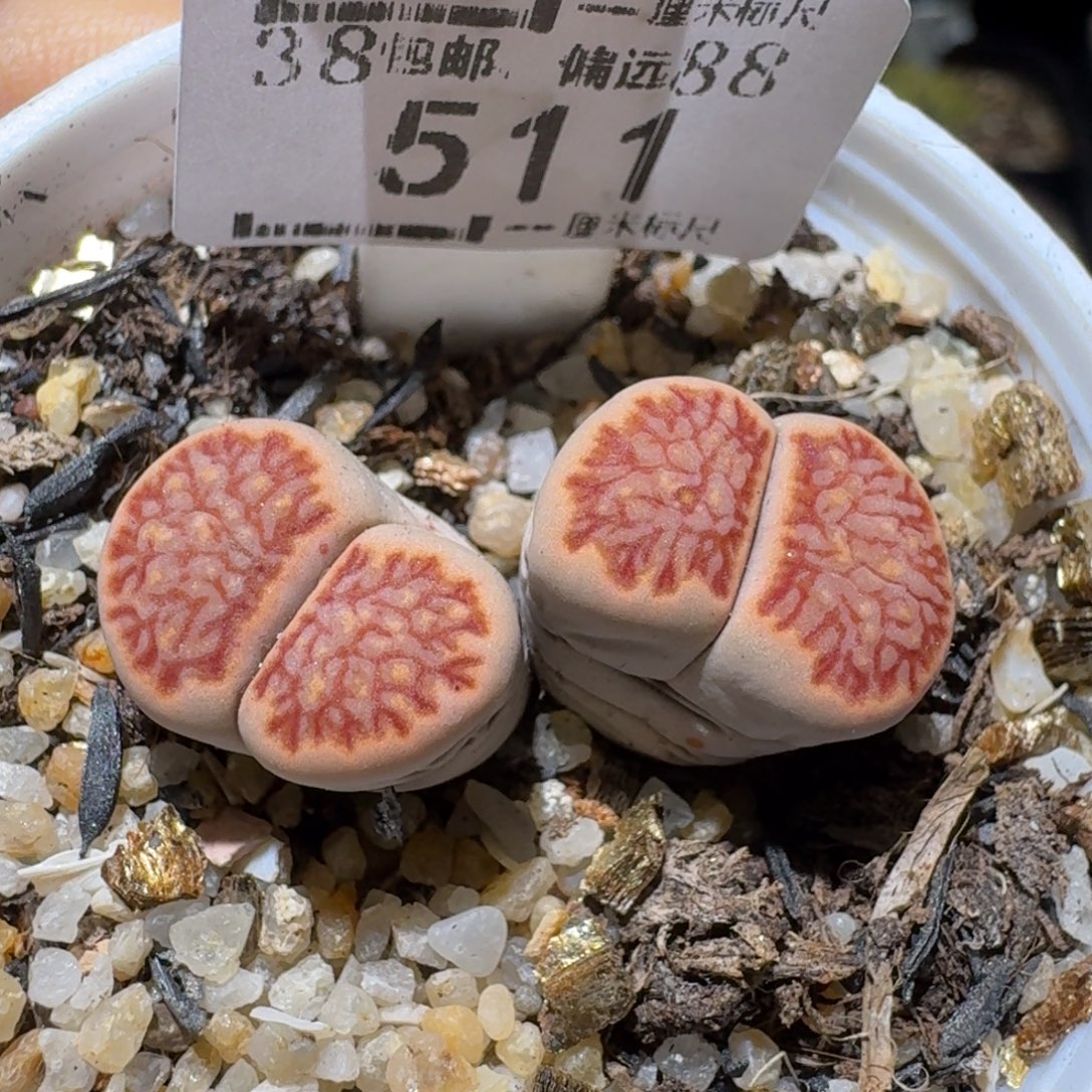 S便宜了很多来买511