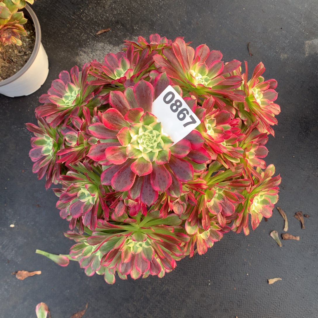 天河867法师多肉植物4500000