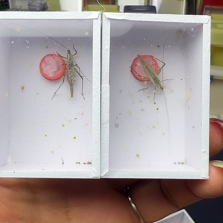 紫竹蛉哈哈哈哈哈哈哈哈